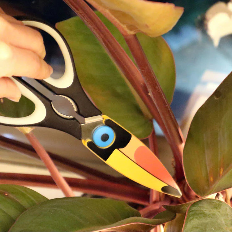 Ciseaux toucan
